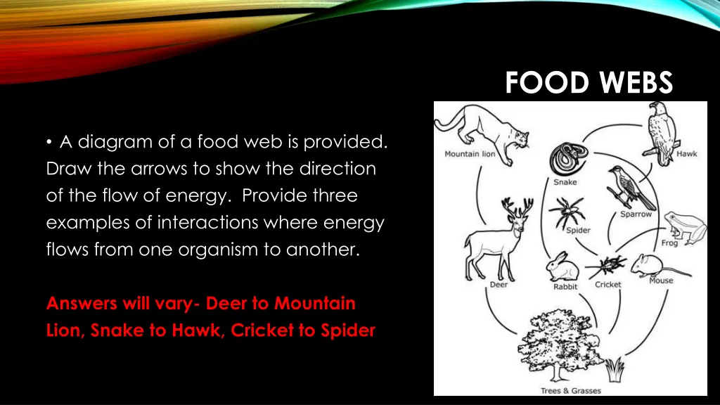 food webs 1