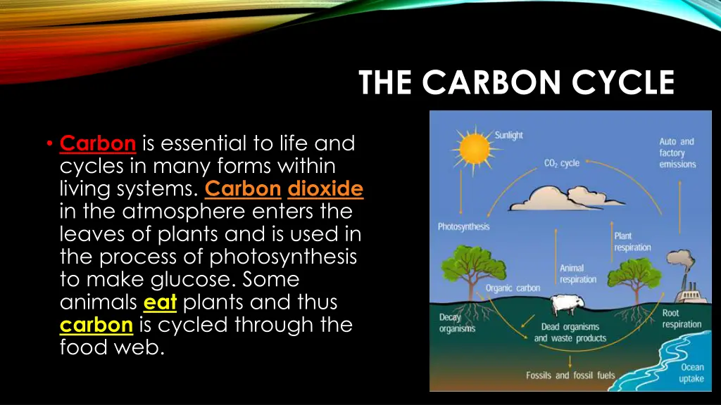 the carbon cycle