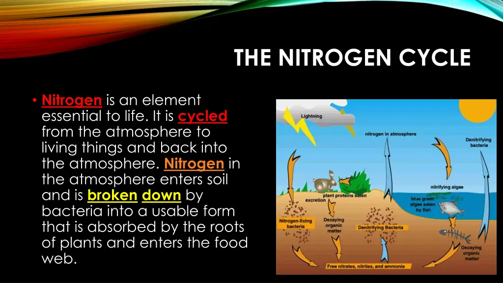 the nitrogen cycle