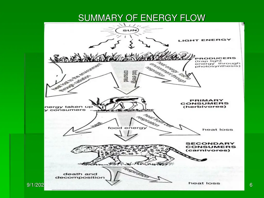 summary of energy flow