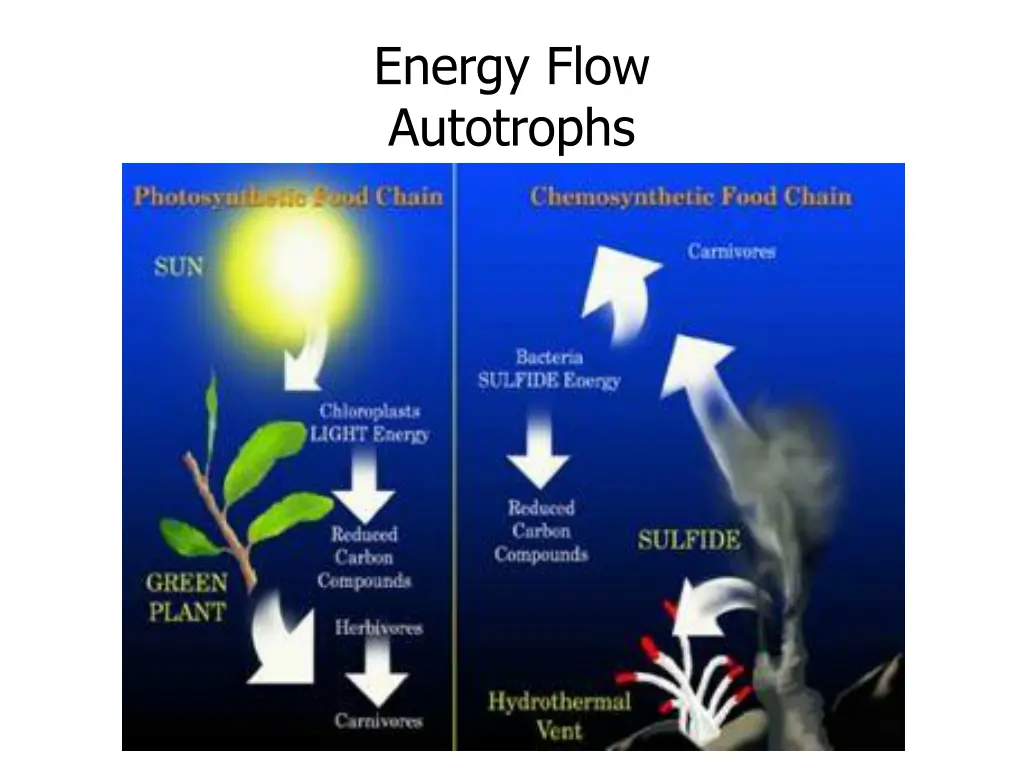 energy flow autotrophs