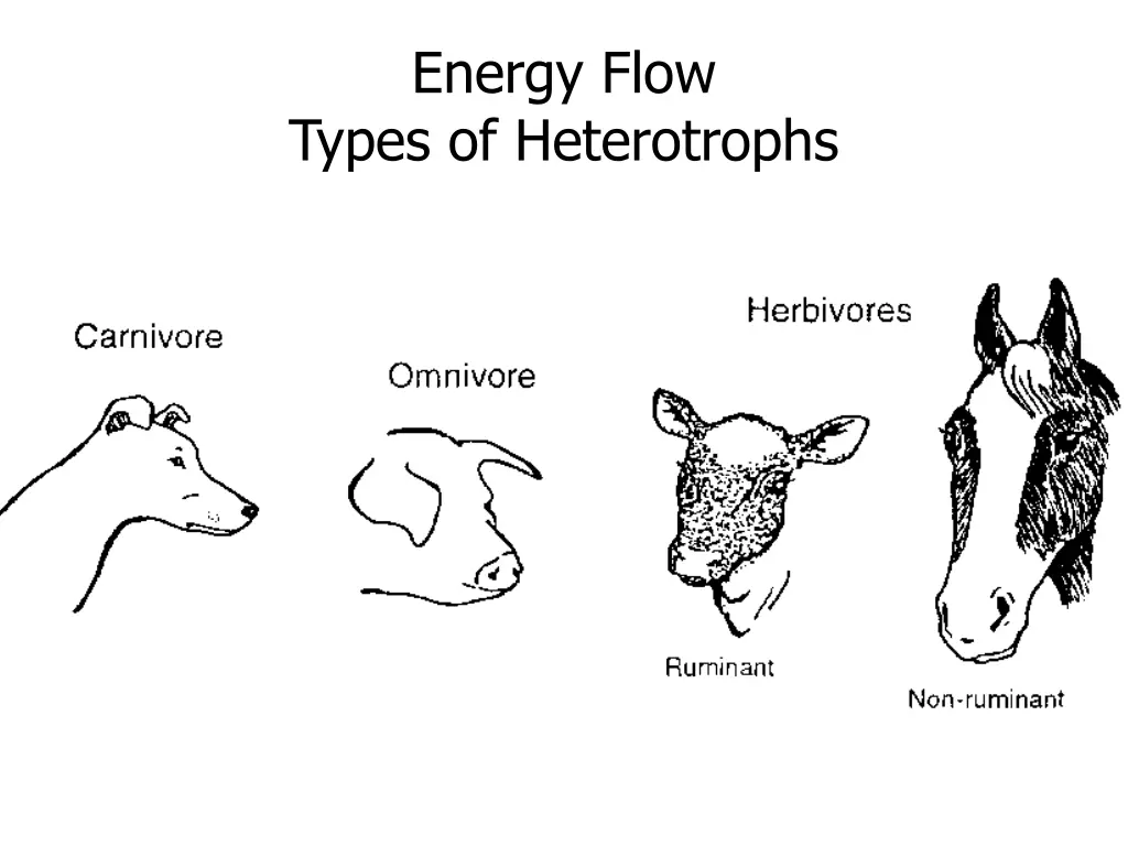 energy flow types of heterotrophs