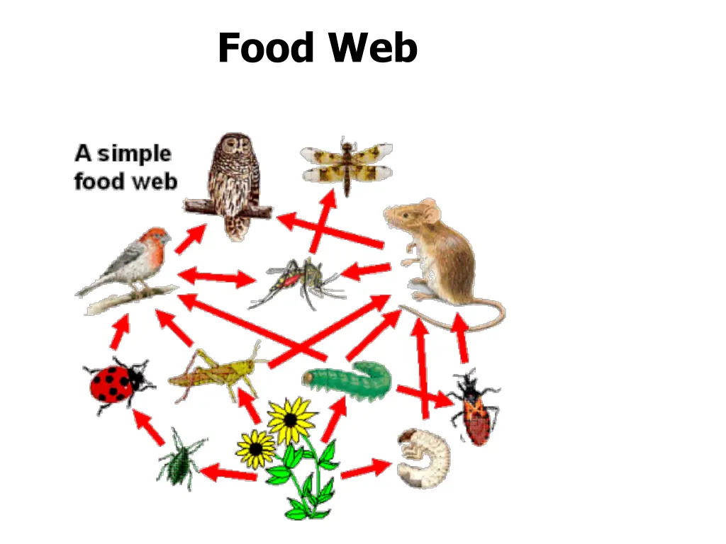 food web