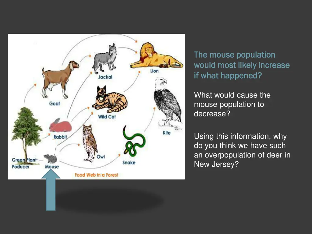 the mouse population the mouse population would