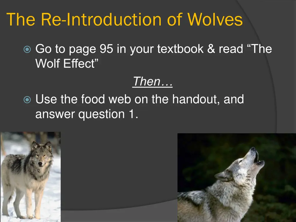 the re introduction of wolves