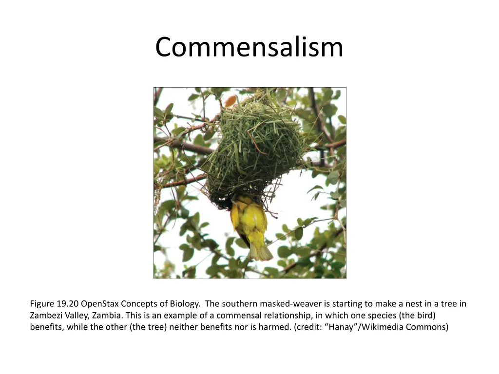 commensalism