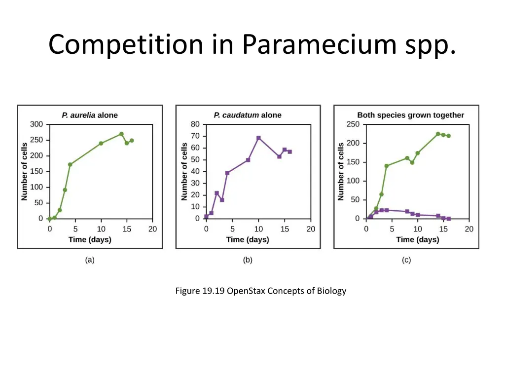 competition in paramecium spp