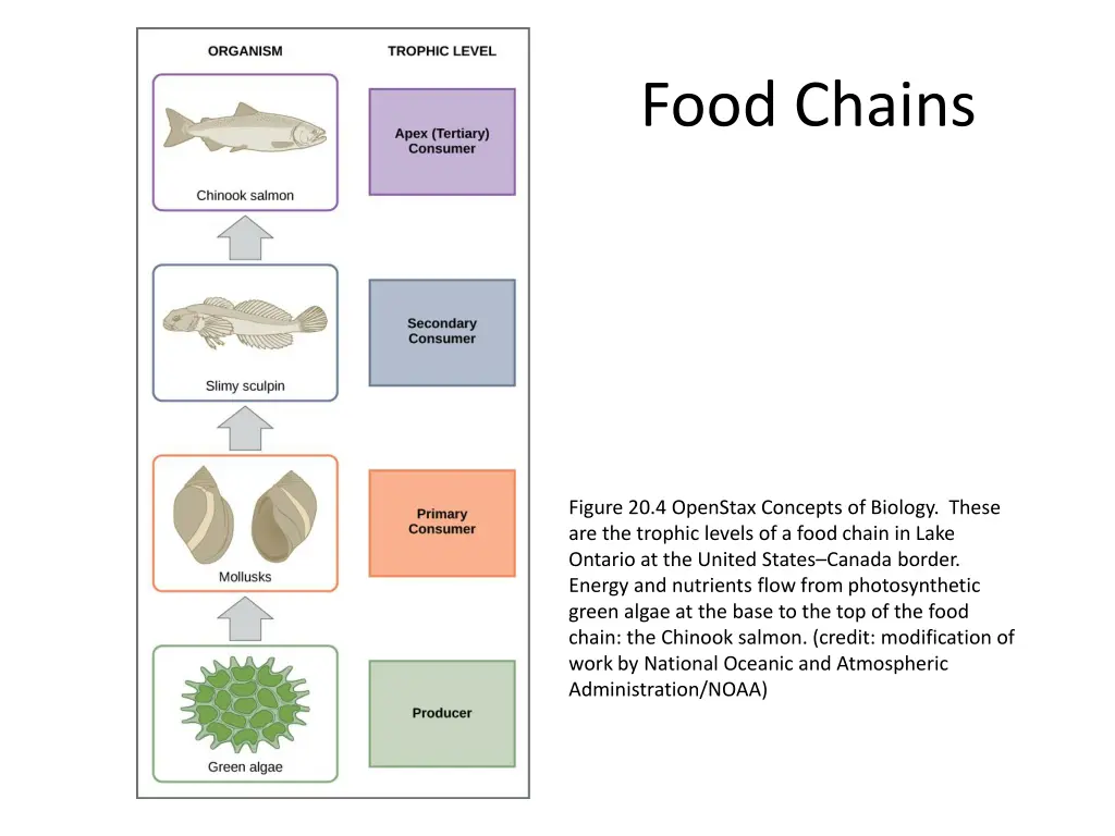 food chains