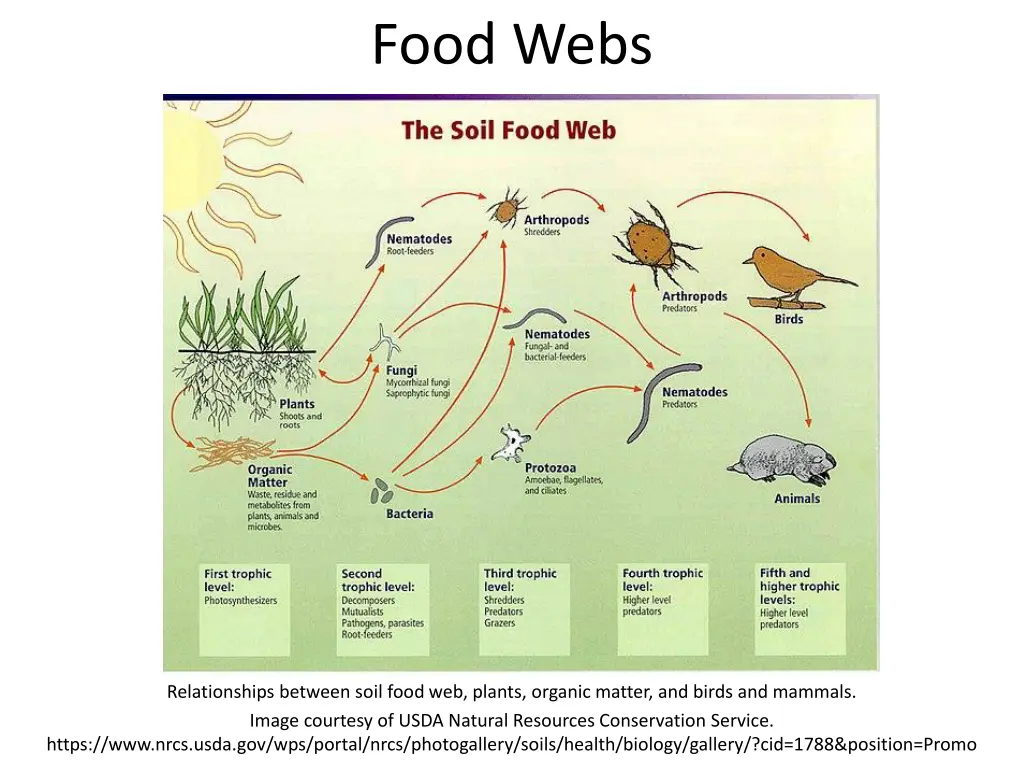 food webs