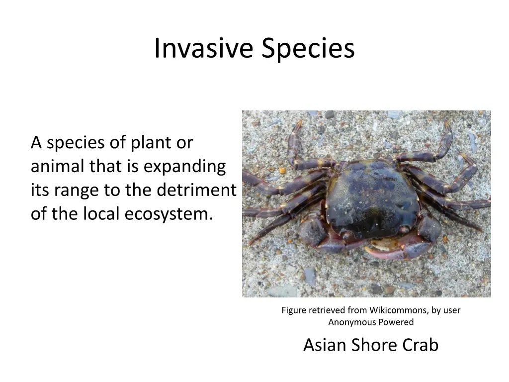 invasive species