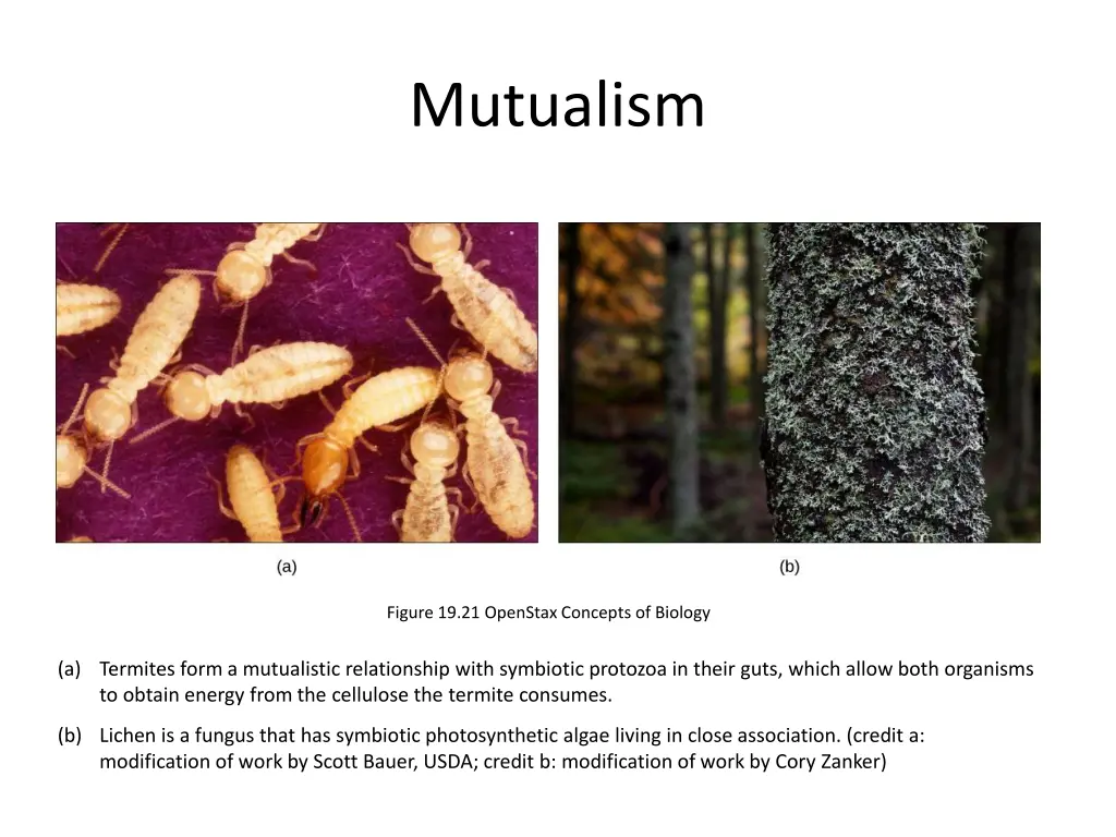 mutualism