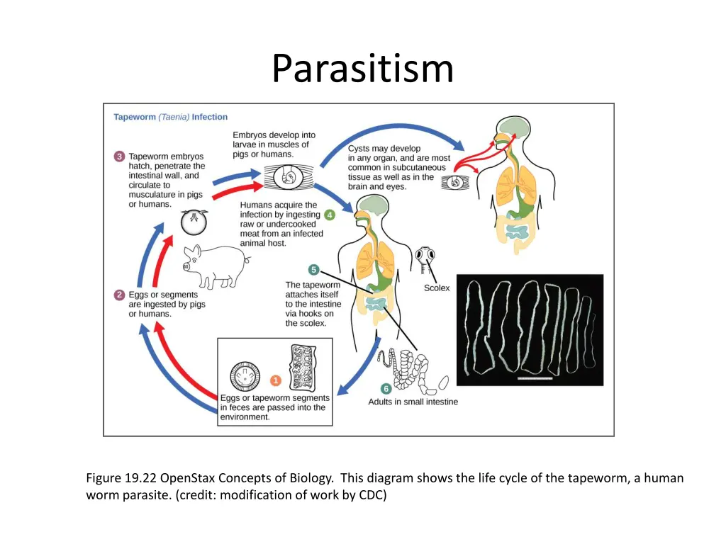 parasitism