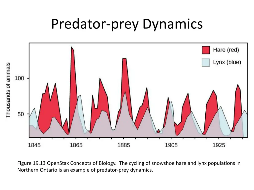 predator prey dynamics