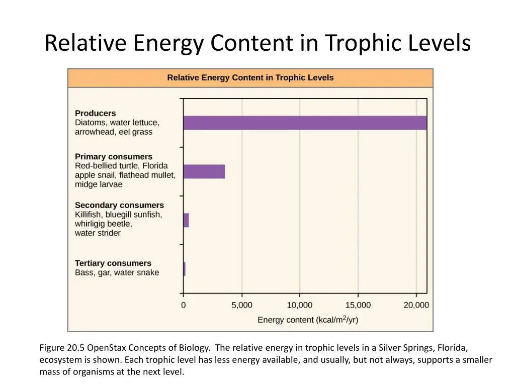 relative energy content in trophic levels