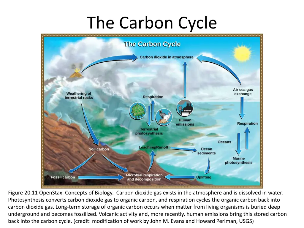 the carbon cycle