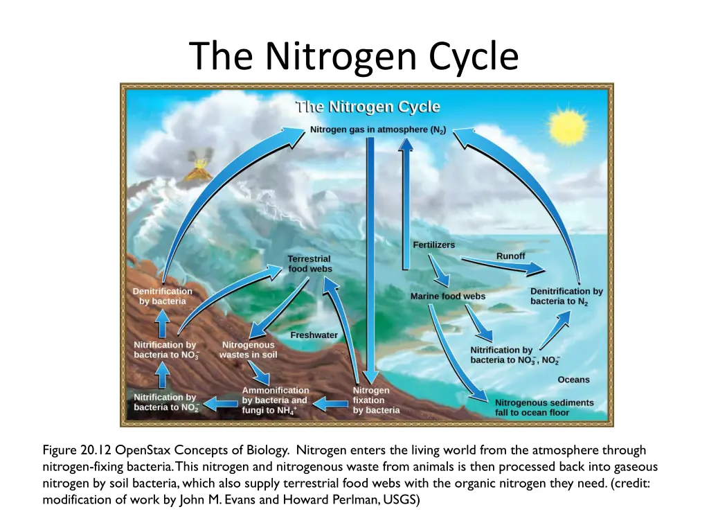 the nitrogen cycle