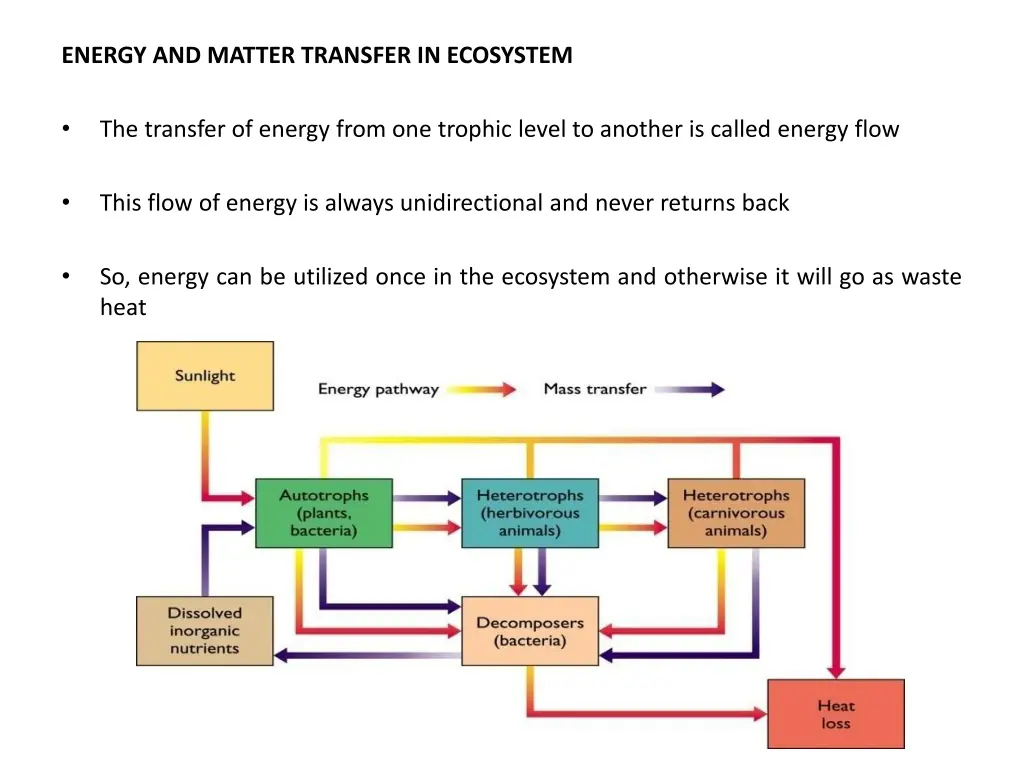 energy and matter transfer in ecosystem