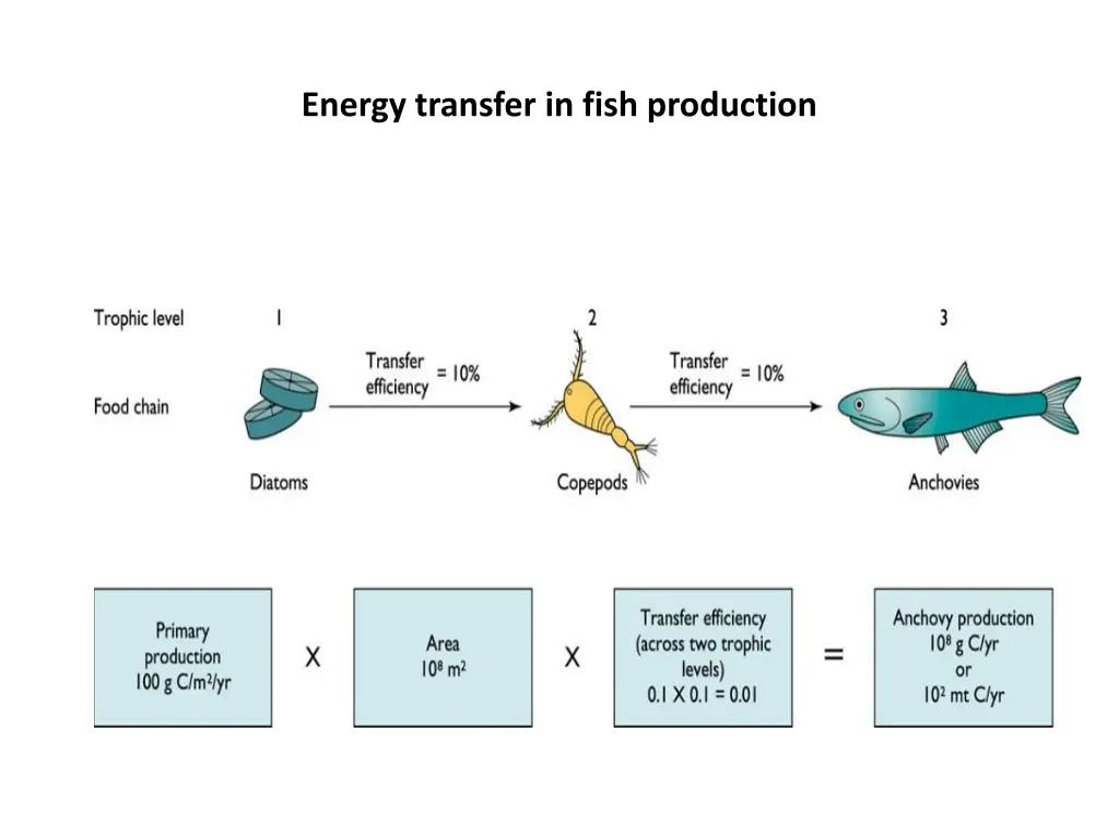 energy transfer in fish production