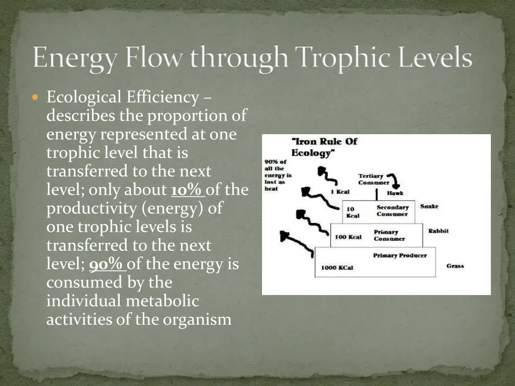 energy flow through trophic levels