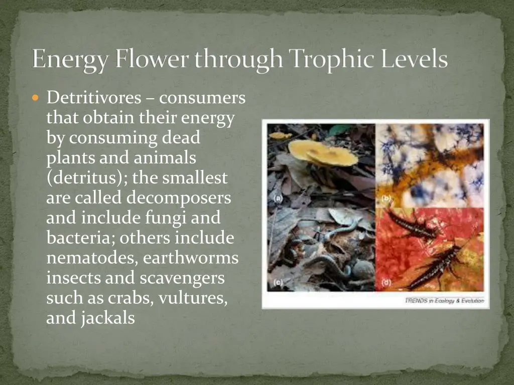 energy flower through trophic levels