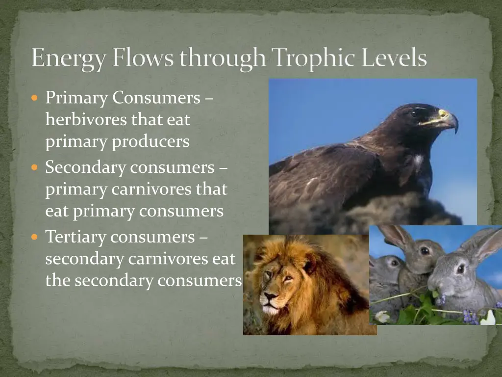 energy flows through trophic levels 1