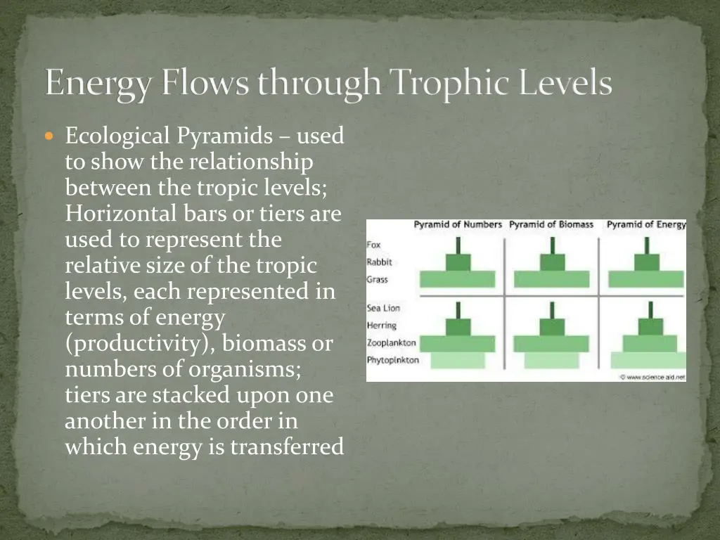 energy flows through trophic levels 2