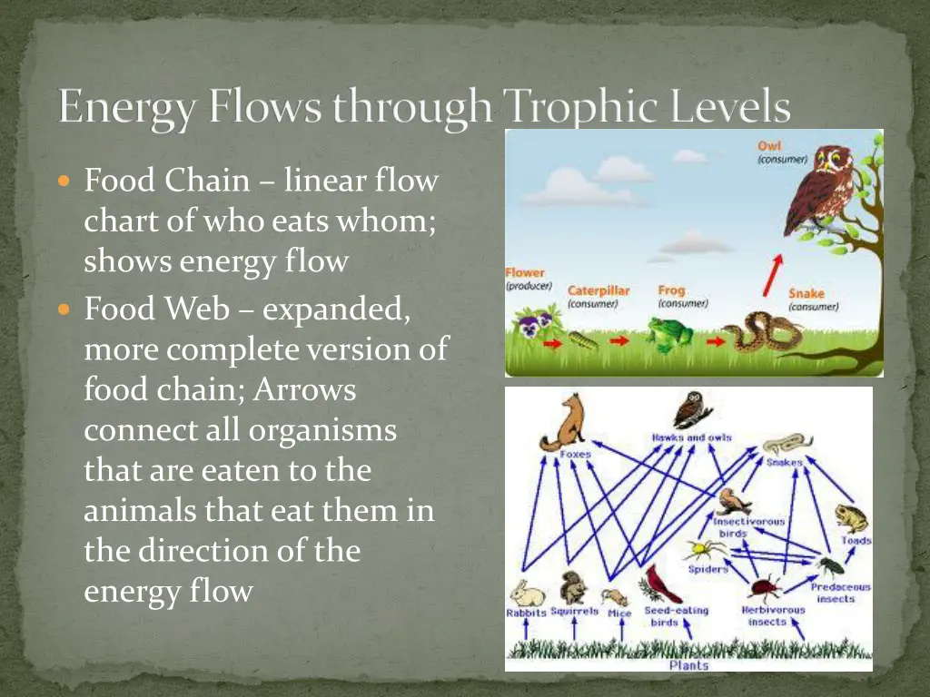 energy flows through trophic levels 3