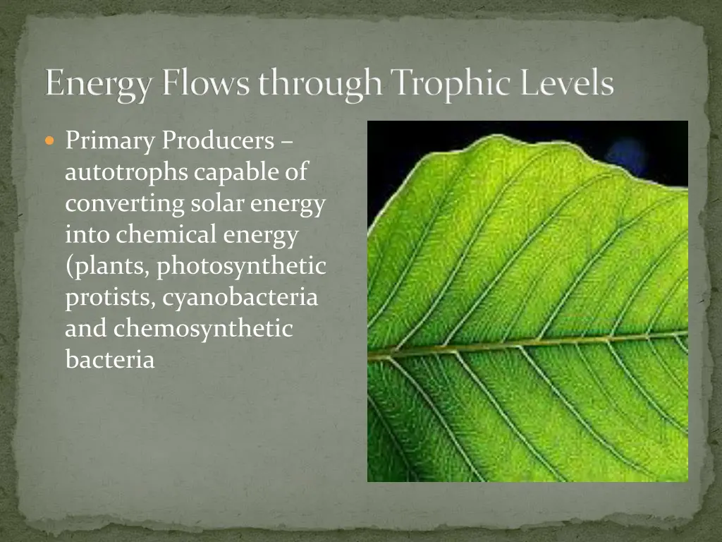 energy flows through trophic levels