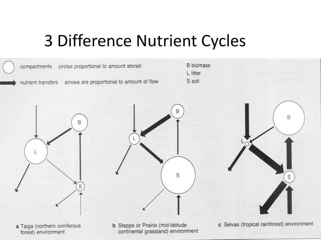 3 difference nutrient cycles