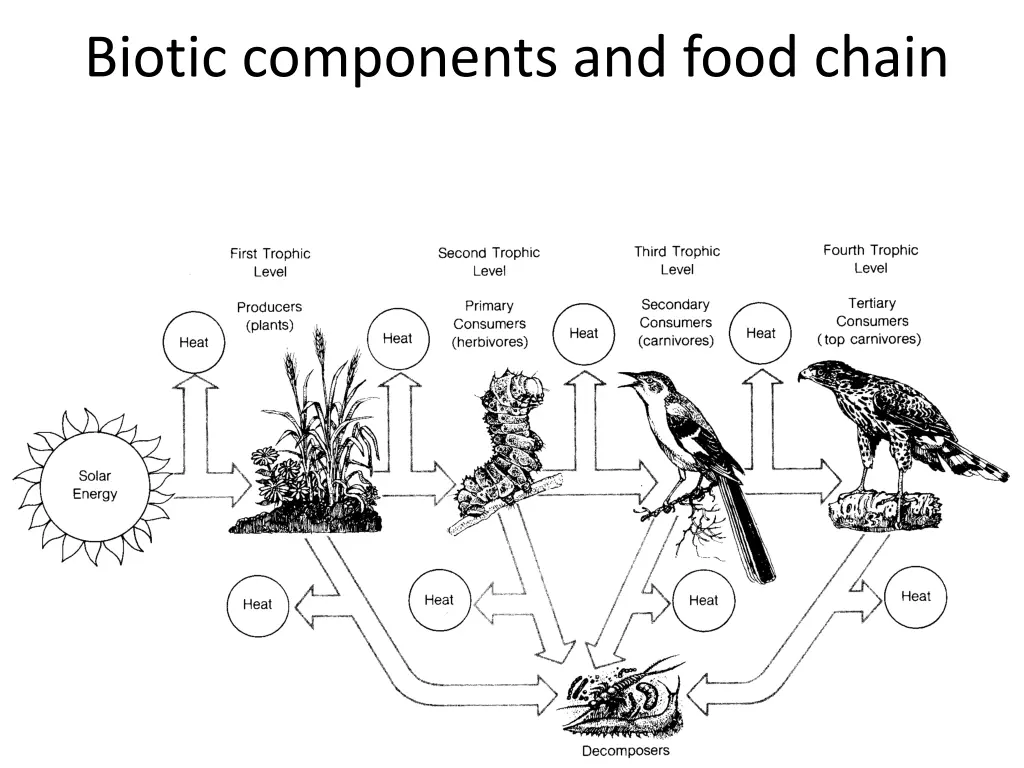 biotic components and food chain