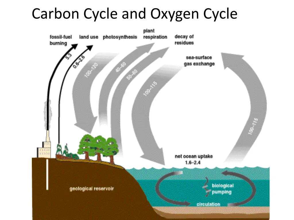 carbon cycle and oxygen cycle