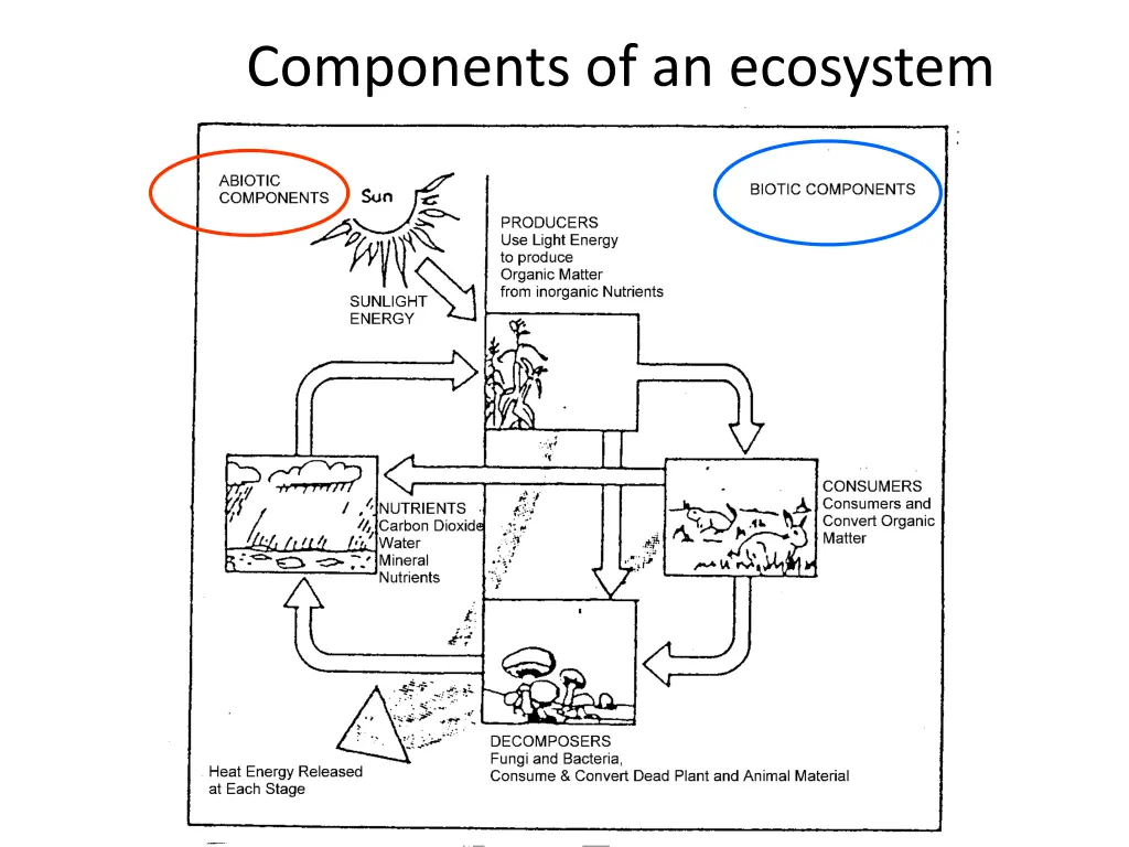 components of an ecosystem