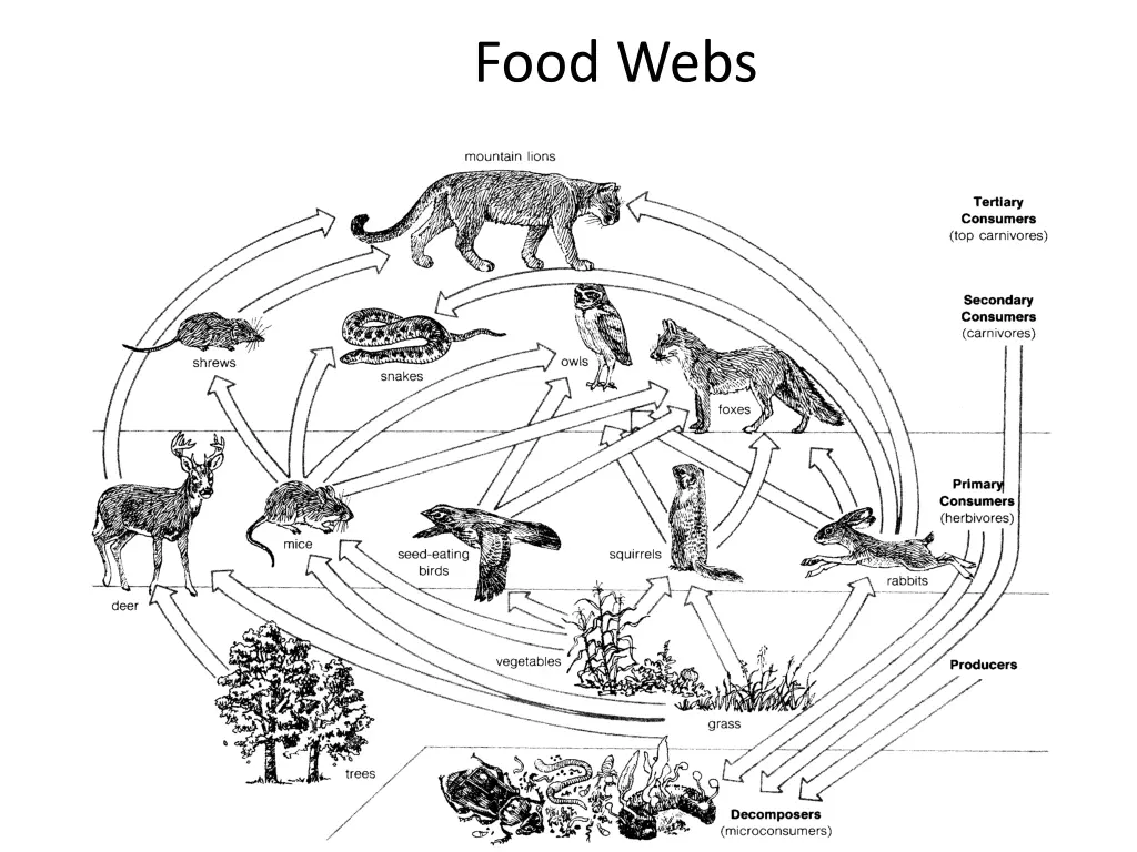 food webs