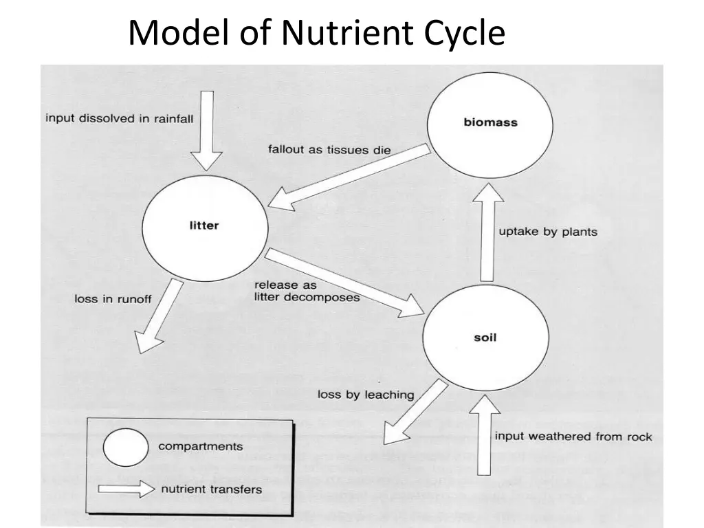 model of nutrient cycle