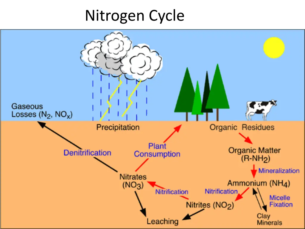 nitrogen cycle