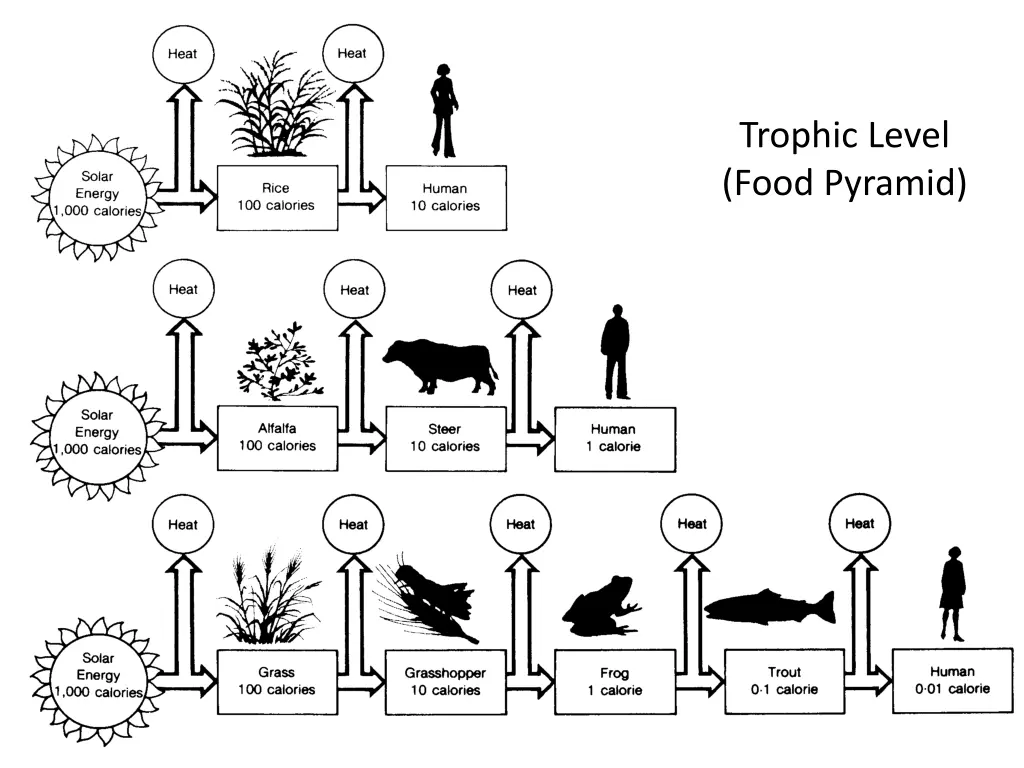 trophic level food pyramid