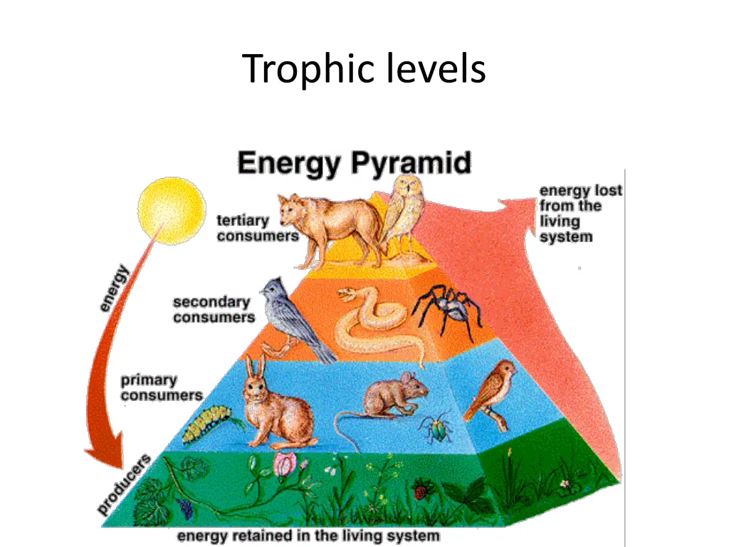 trophic levels 2