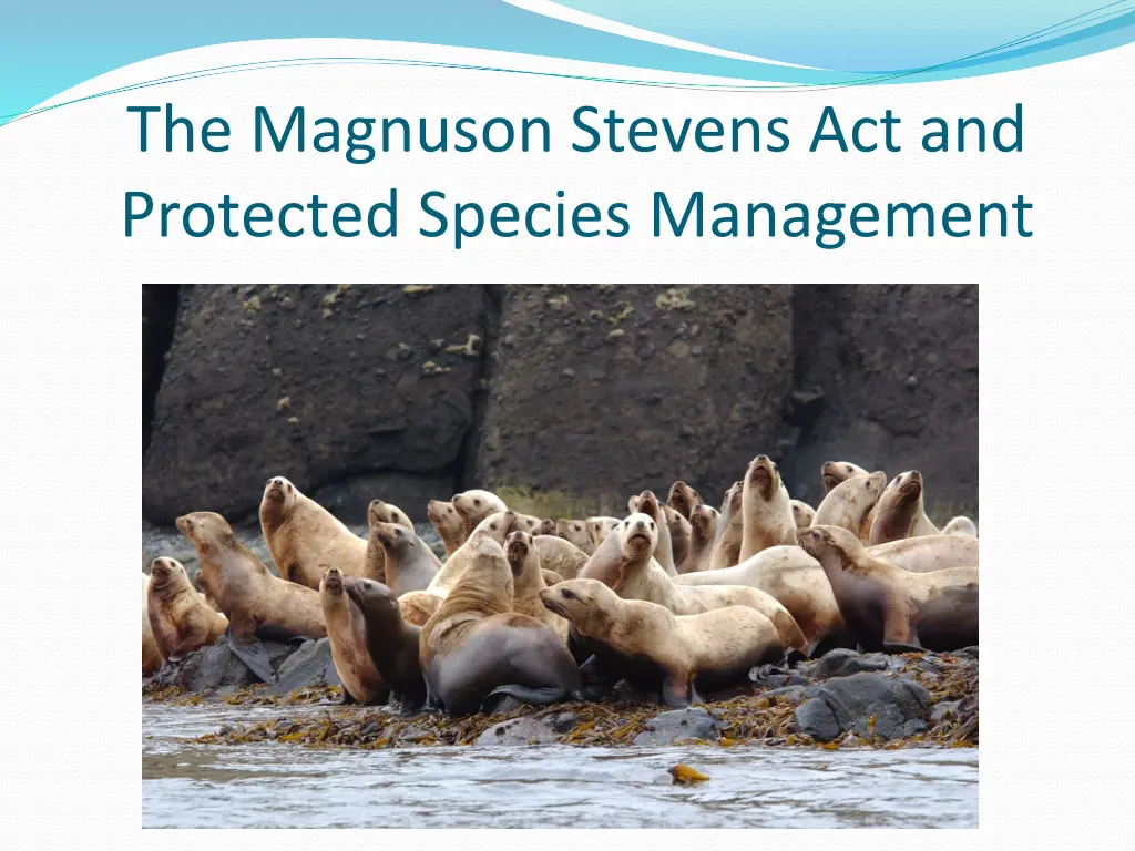 the magnuson stevens act and protected species