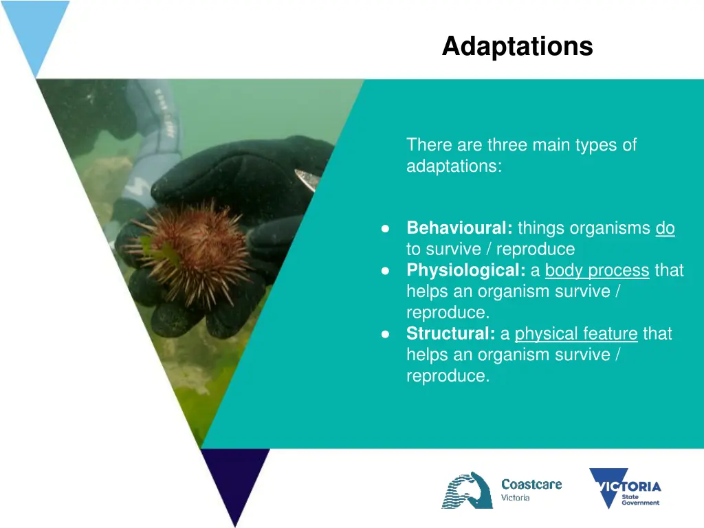 adaptations 1