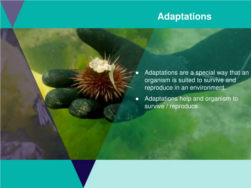 adaptations