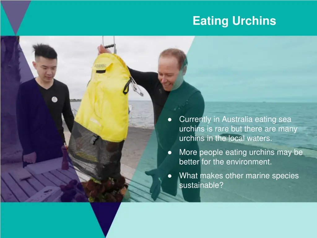 eating urchins