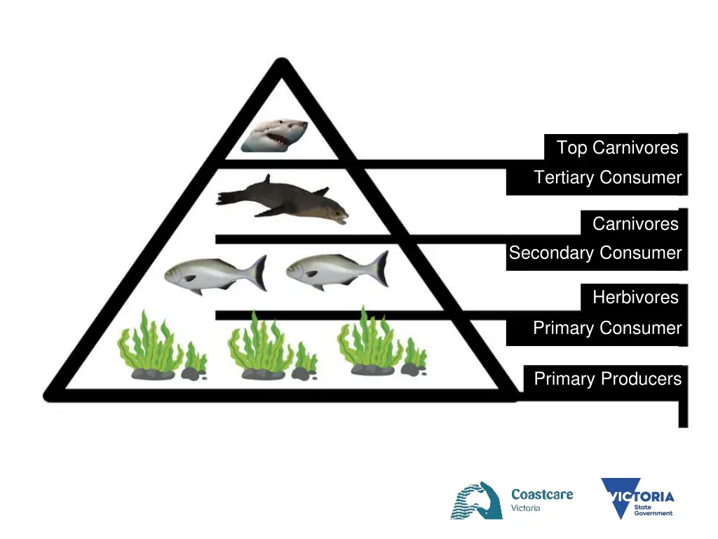 top carnivores tertiary consumer