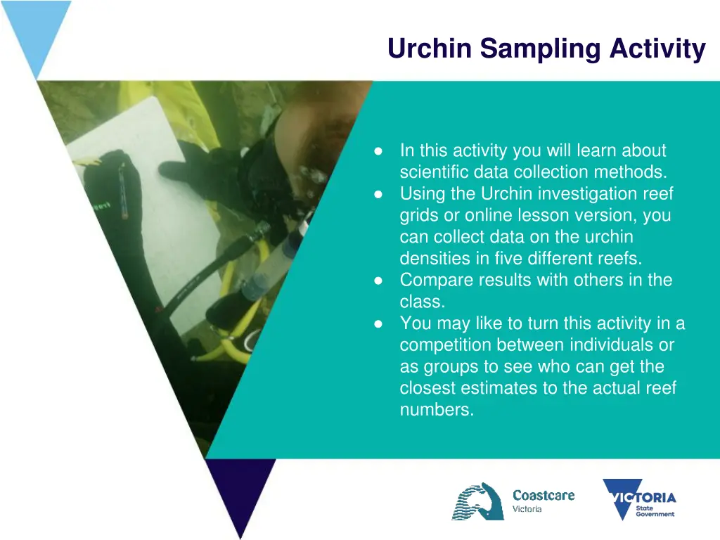 urchin sampling activity