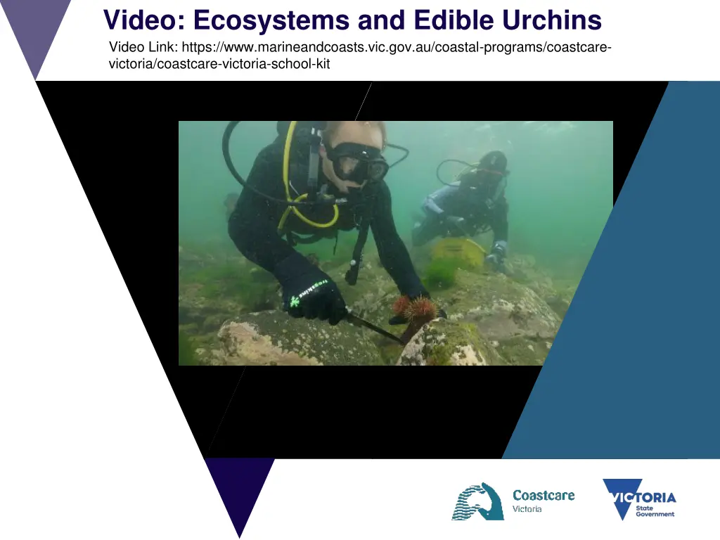 video ecosystems and edible urchins video link