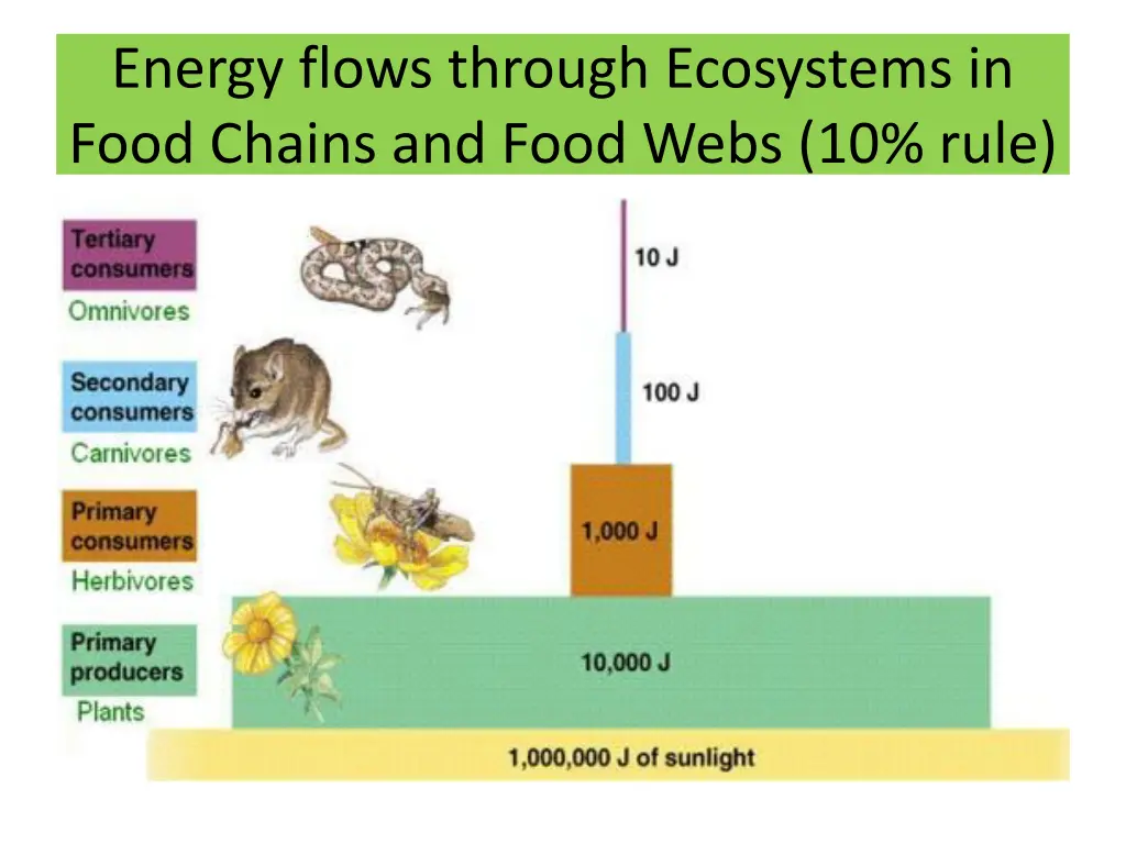 energy flows through ecosystems in food chains