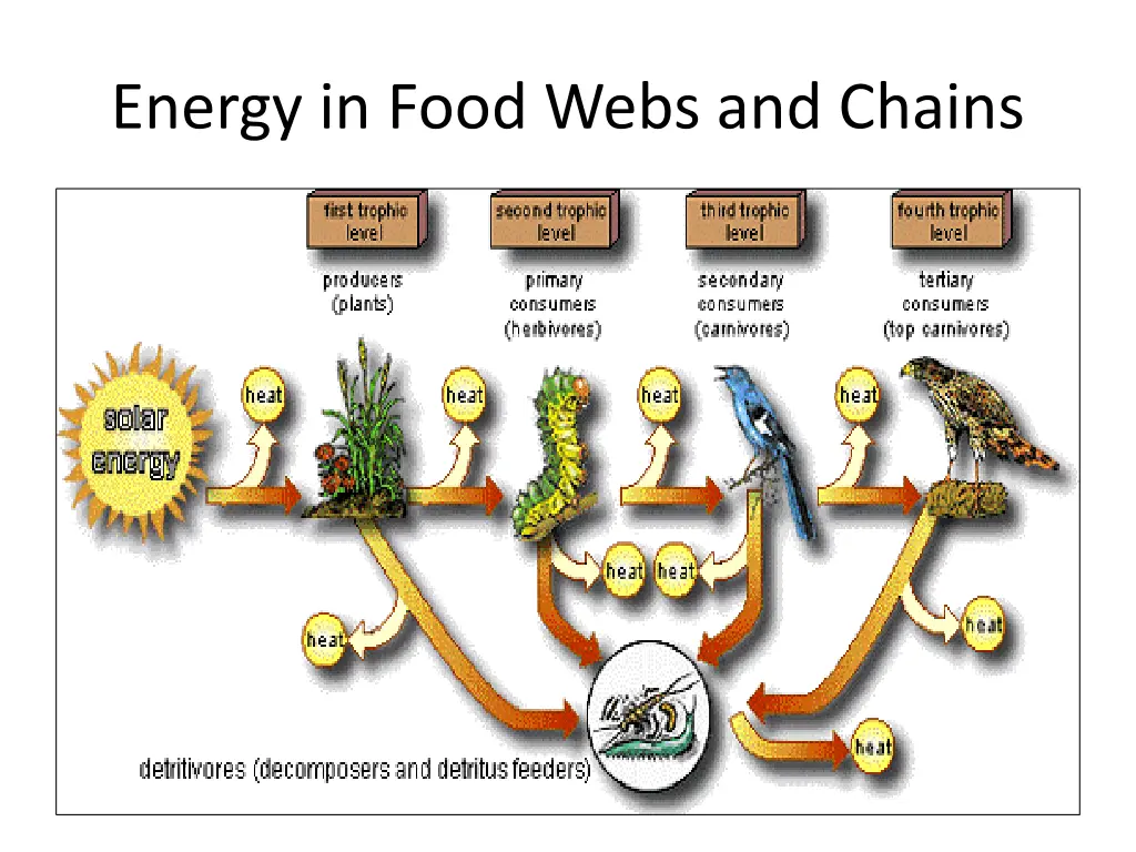 energy in food webs and chains