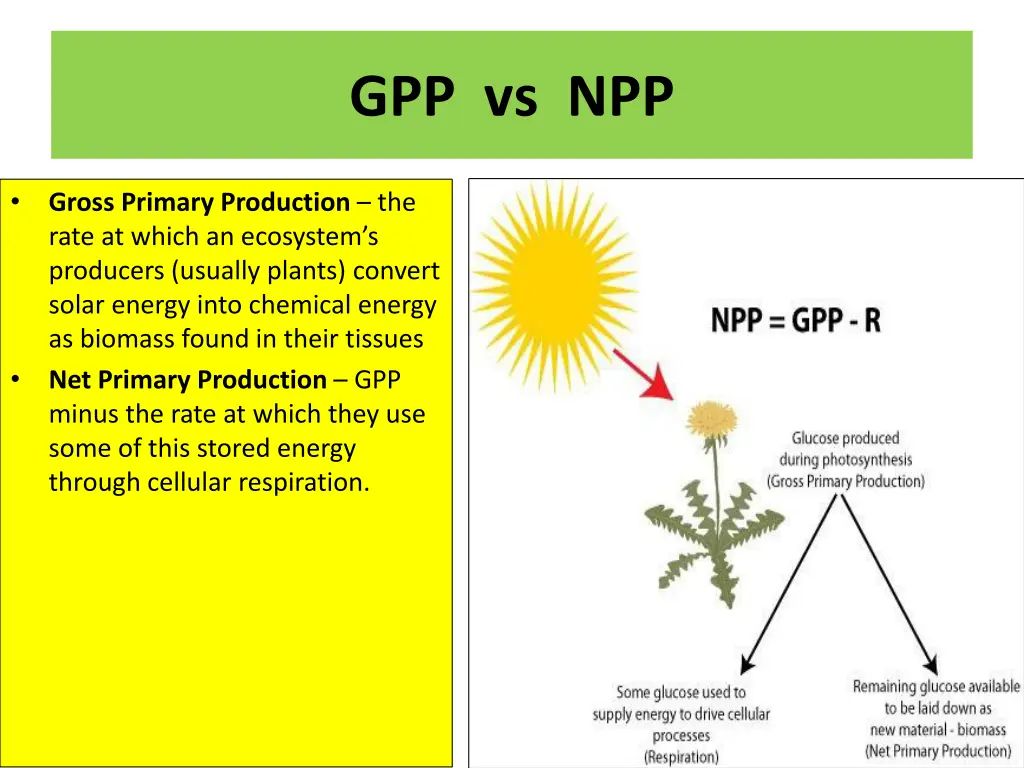 gpp vs npp