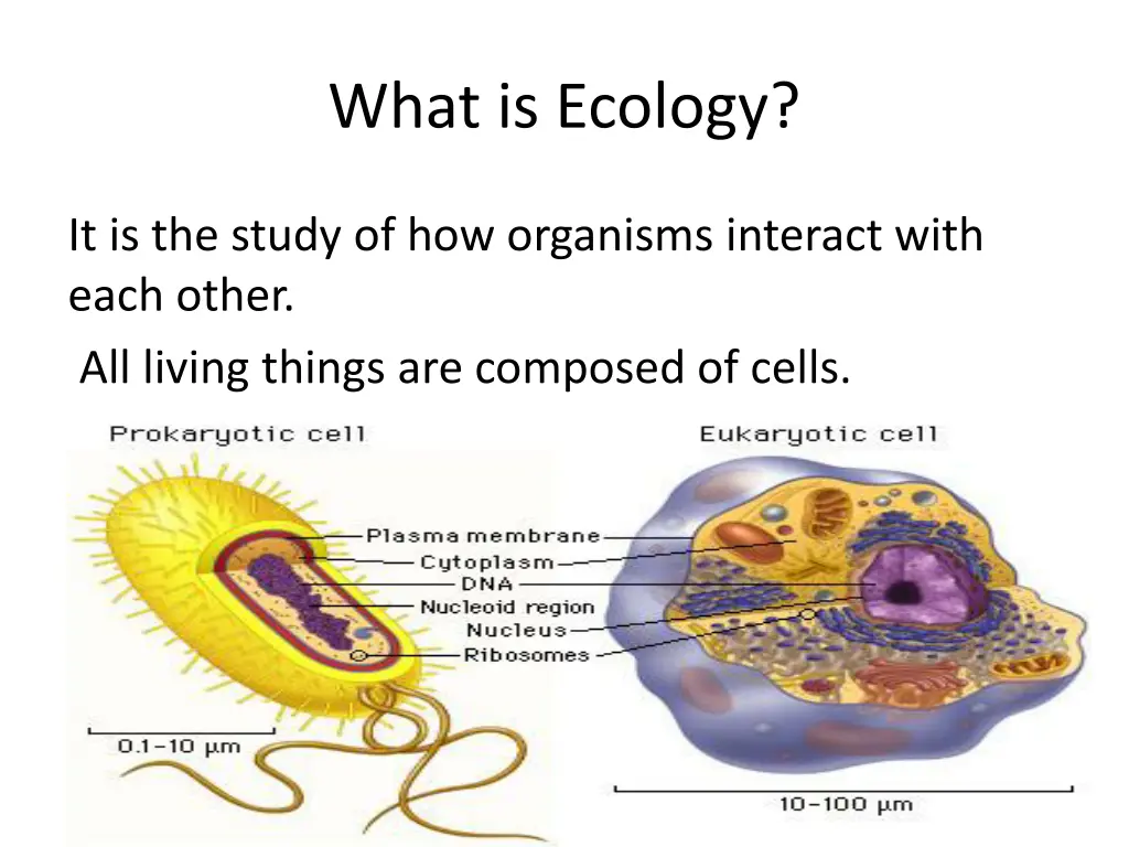 what is ecology