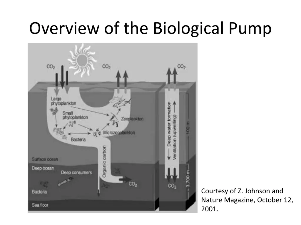 overview of the biological pump