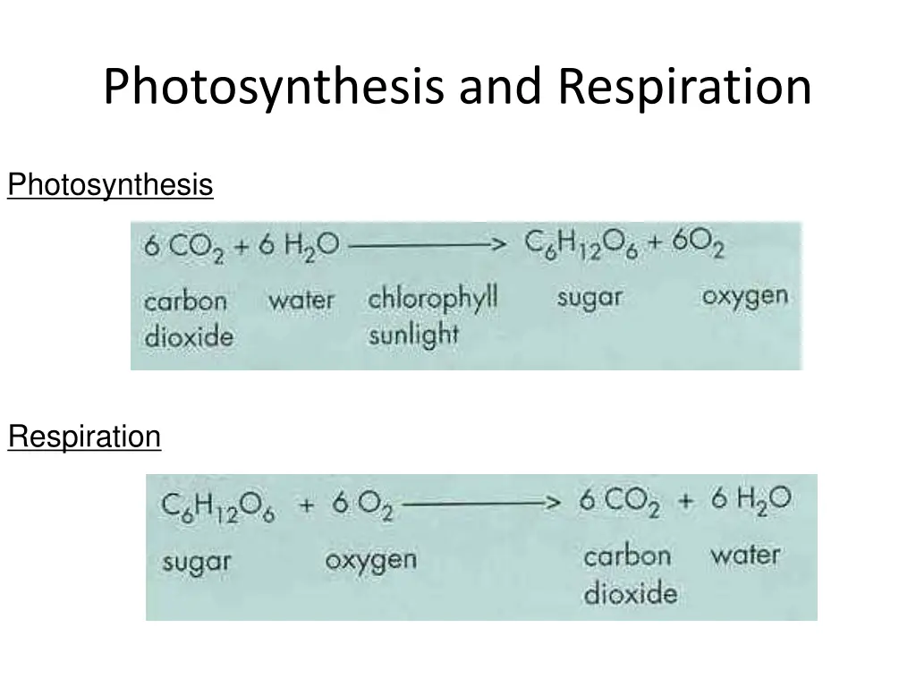 photosynthesis and respiration